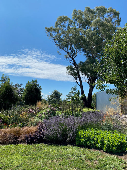 Colleen Southwell's Central West garden