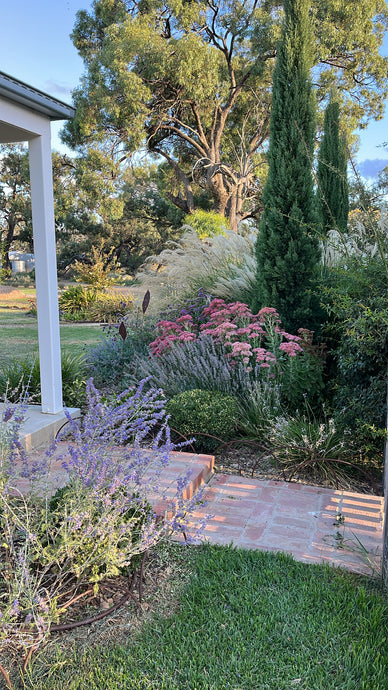 Cassandra Hooke's Western Riverina Garden