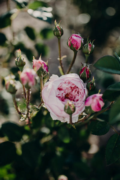 In The Garden | Rose Pruning