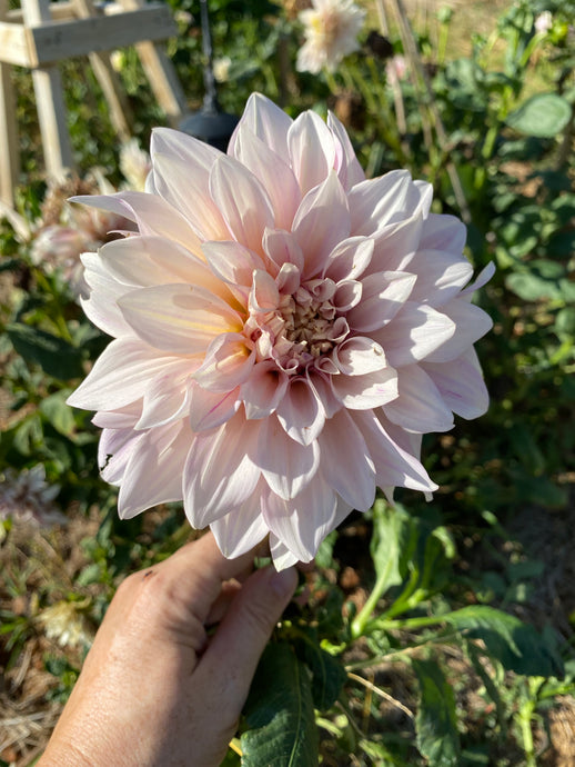 Dahlias - my learnings and thoughts