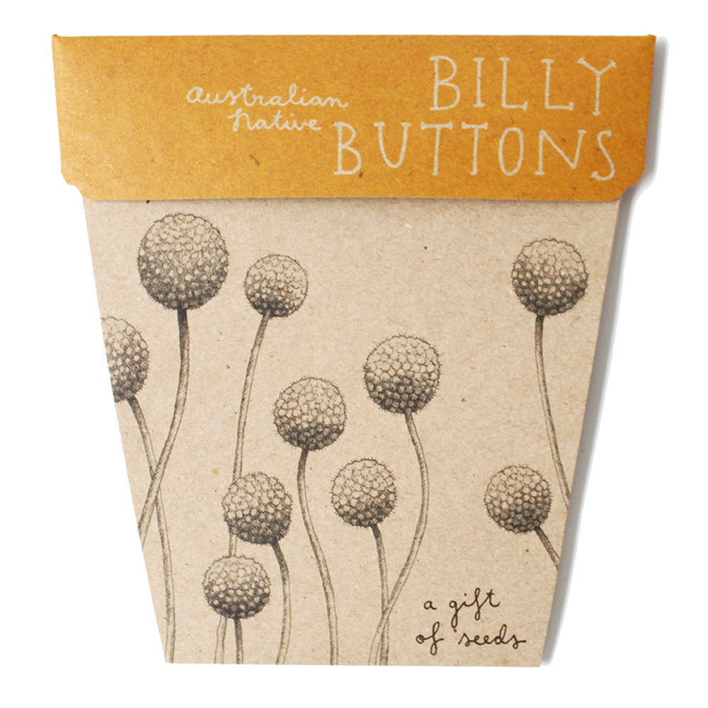 Billy Button Gift of Seeds