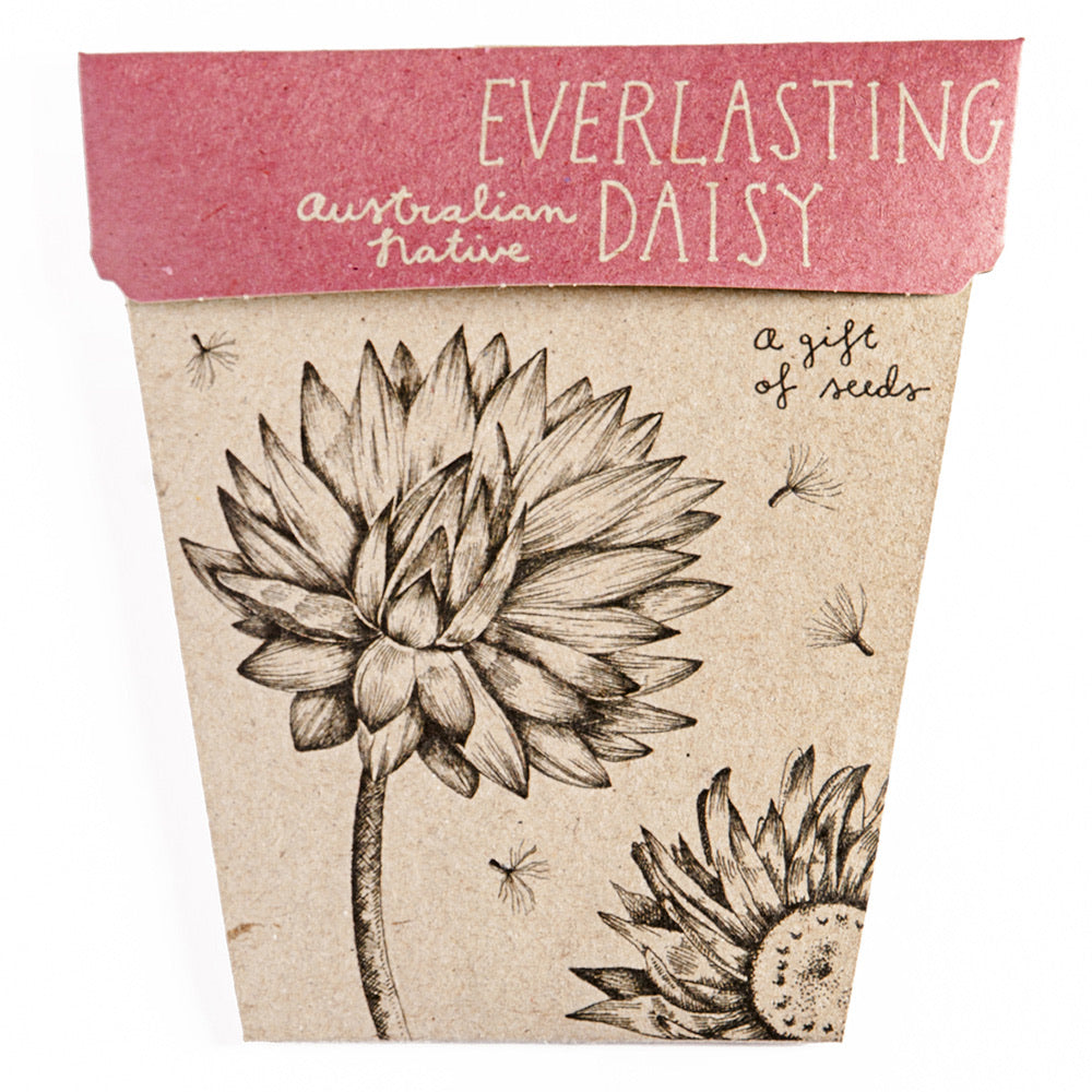 Everlasting Daisy Gift of Seeds